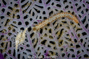 "Dusk Dive Behavior" 
I witnessed this Bearded Fireworm ... by Chase Darnell 